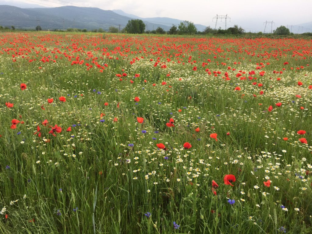 A field of wildflowers with mountains covered in mist in the backdrop