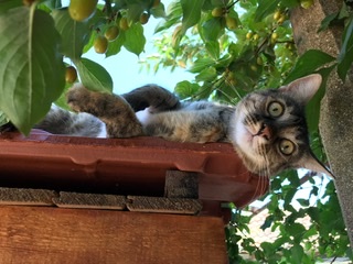 Kitten on a hot tiled roof