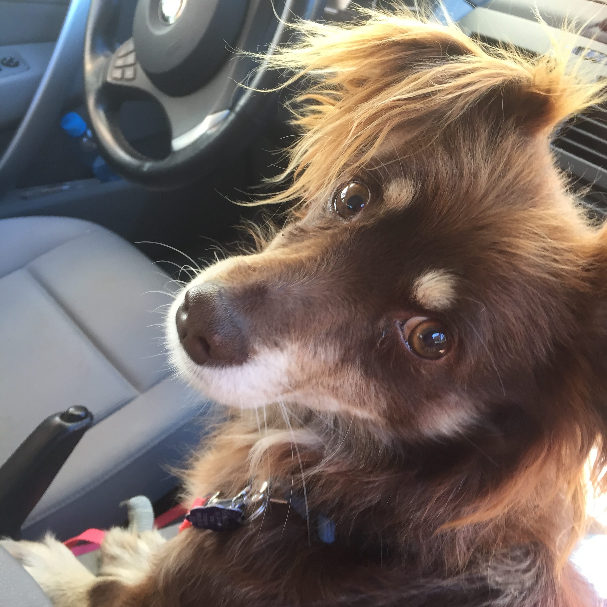 Dog in car with steering wheel