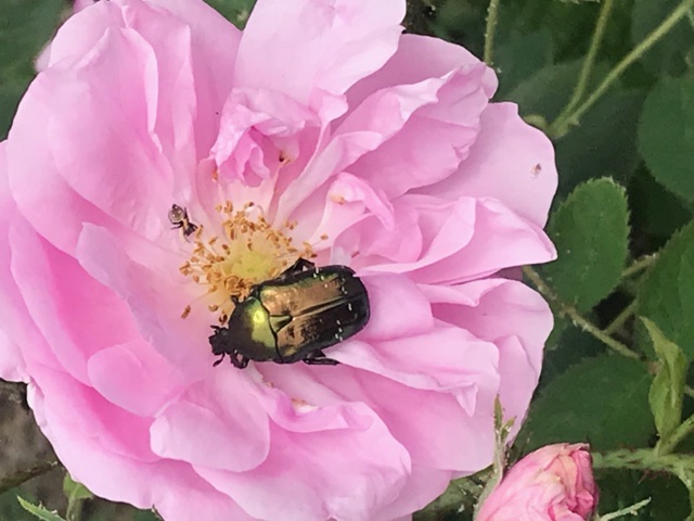 Village wild life –A beetle on a