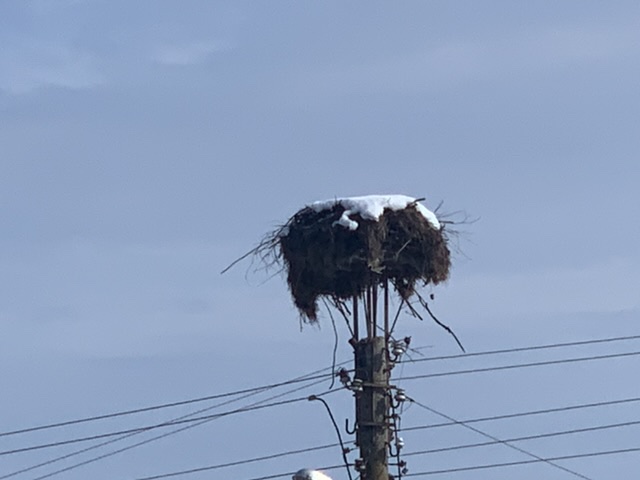 Storks nest covered in snow